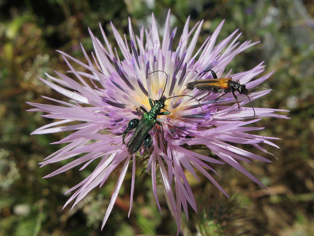 Cortejo de Oedemeras