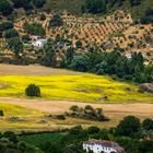 Cortijo. Paisaje andaluz