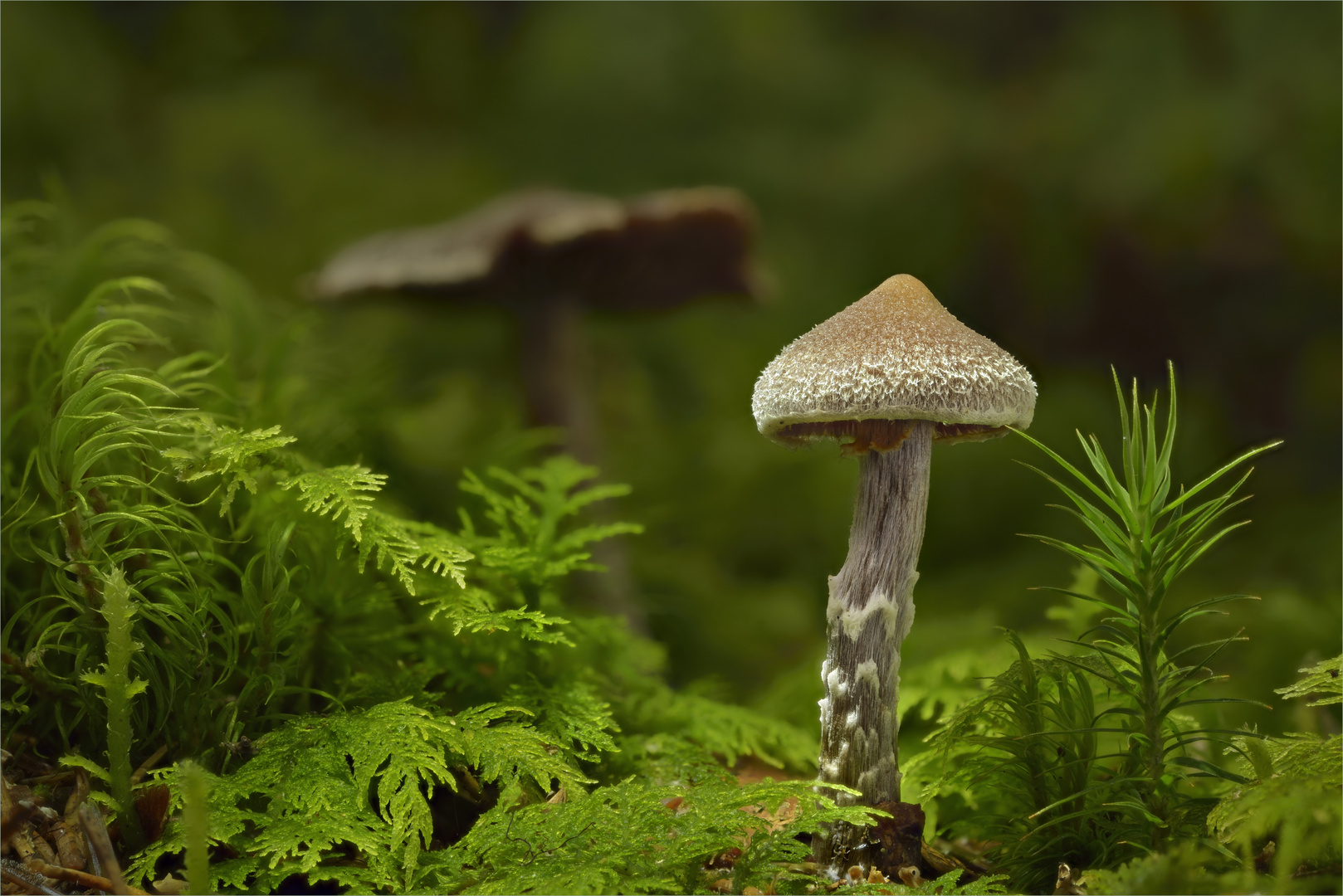 Cortinarius flexipes