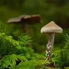 Cortinarius flexipes