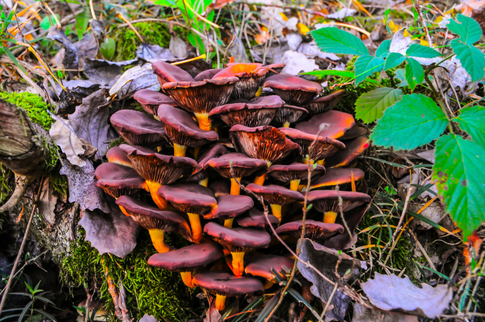 Cortinarius orellanus