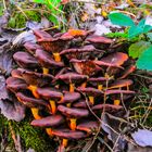 Cortinarius orellanus