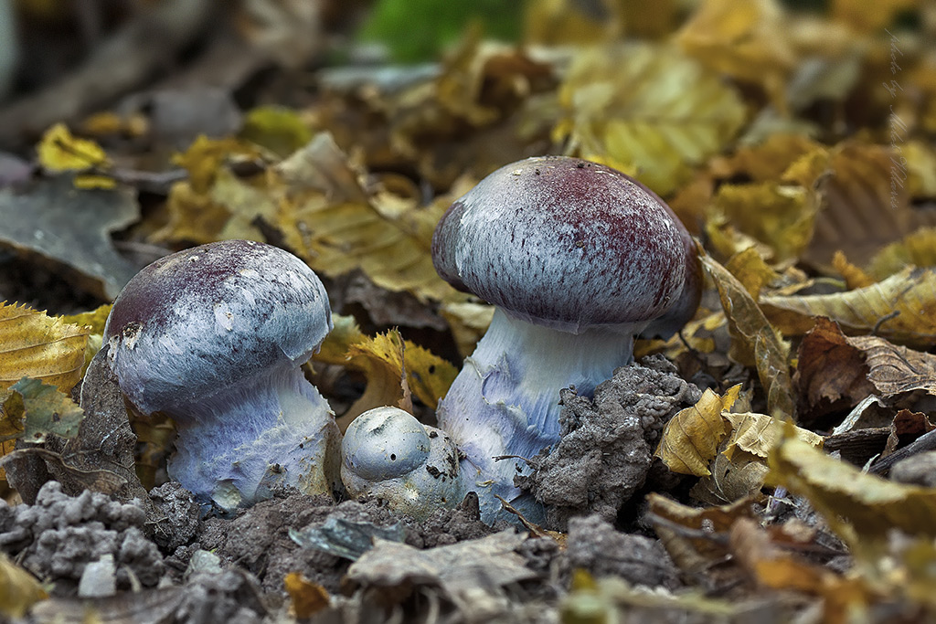 Cortinarius praestans