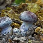 Cortinarius praestans