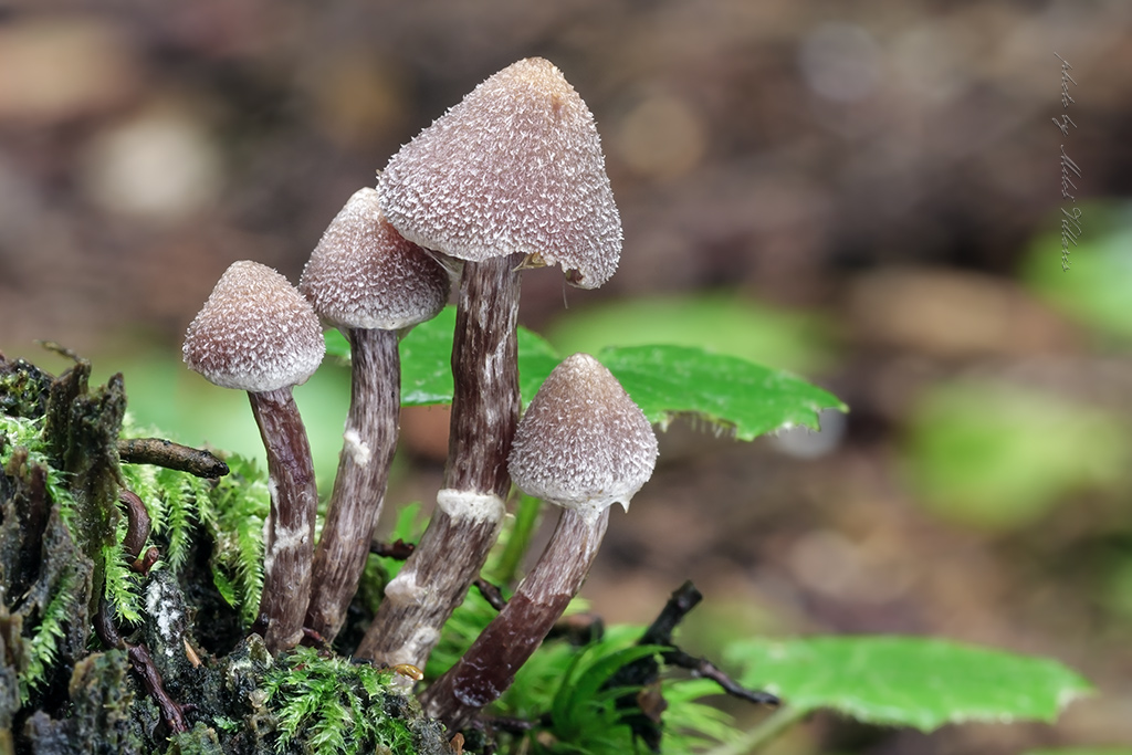 Cortinarius sp.