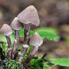 Cortinarius sp.