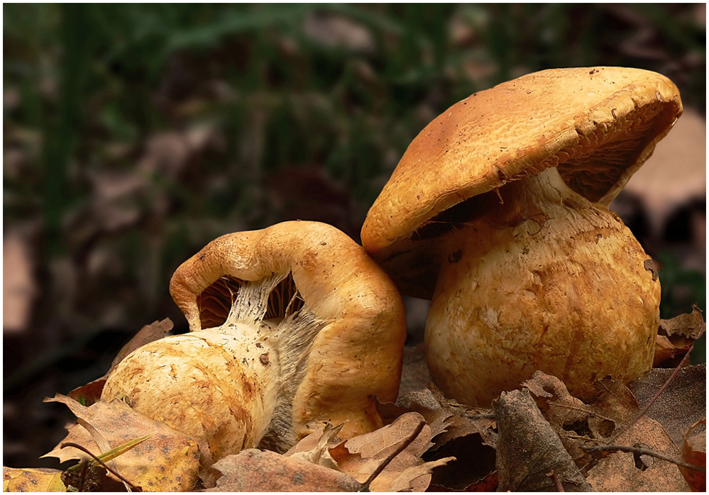 Cortinarius triumphans