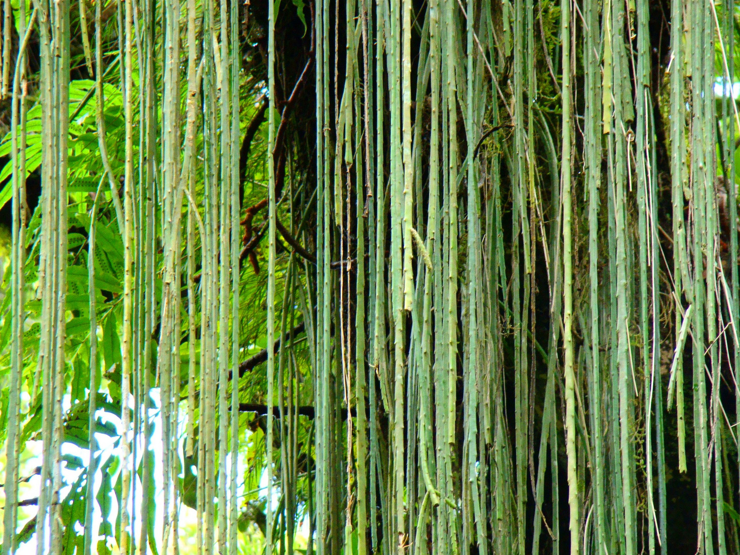 cortinas naturales