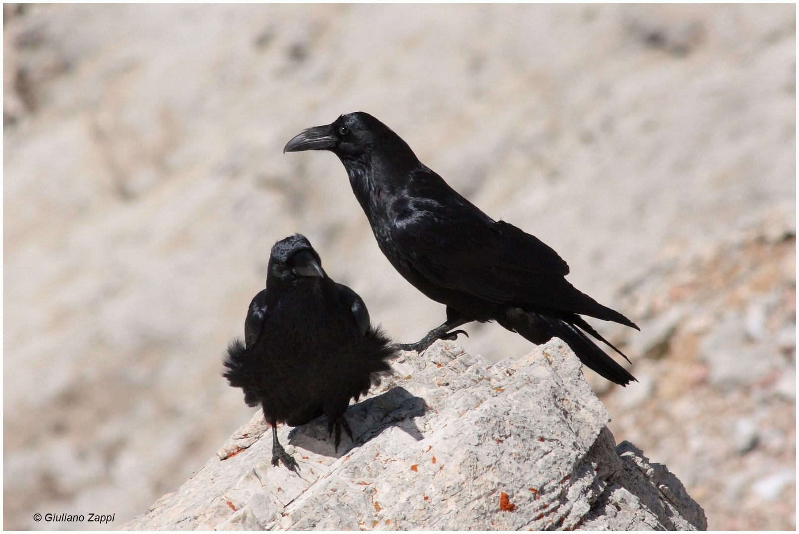 Corvi Imperiali (Corvus corax)