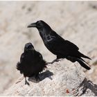 Corvi Imperiali (Corvus corax)