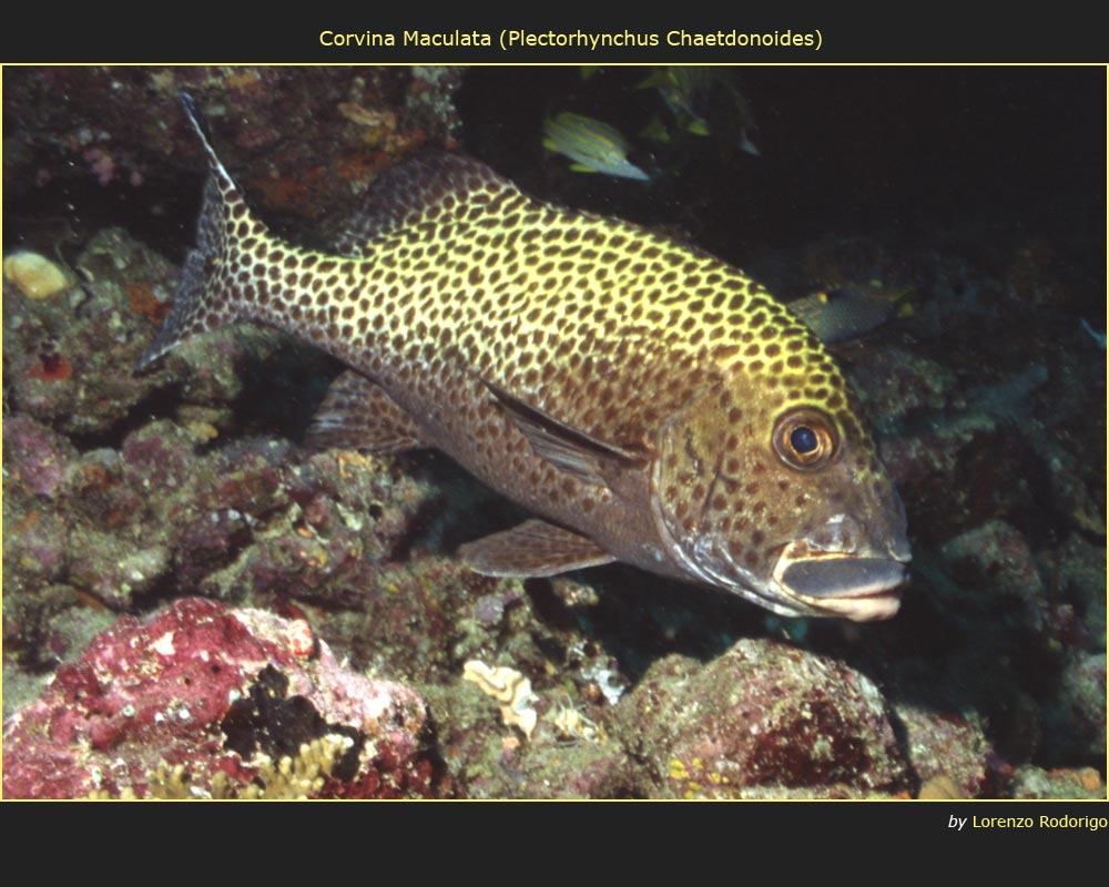 Corvina Maculata (Plectorhynchus Chaetdonoides)