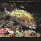 Corvina Maculata (Plectorhynchus Chaetdonoides)