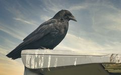 Corvo