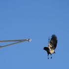 corvo in volo