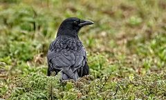 Corvus 