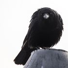 Corvus