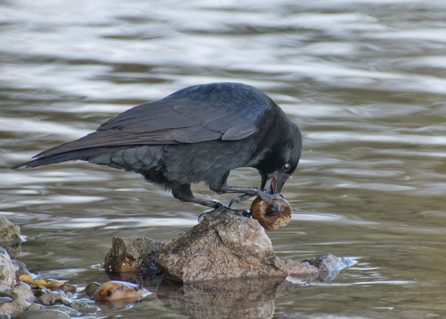 Corvus bei der Schnabelreinigung