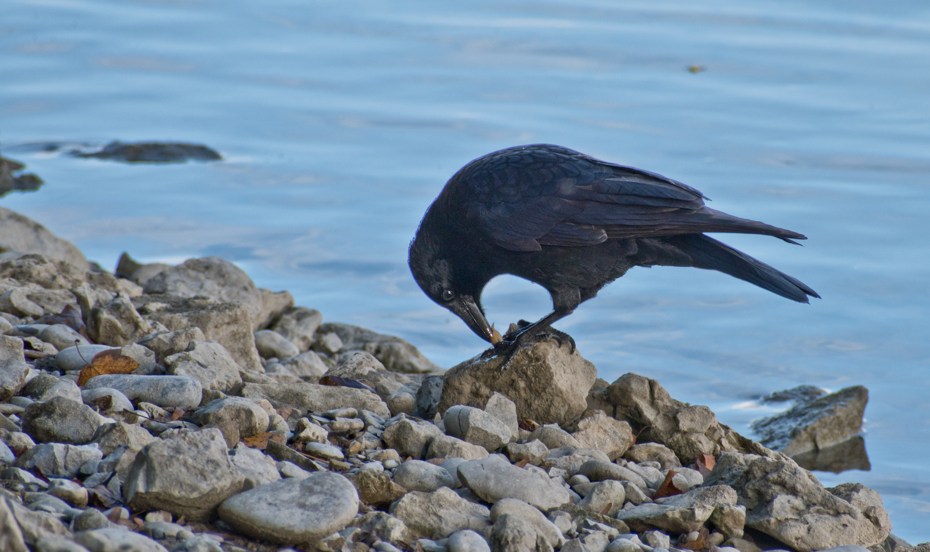 Corvus beim Verzehr einer Muschel aus dem Rhein