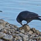 Corvus beim Verzehr einer Muschel aus dem Rhein