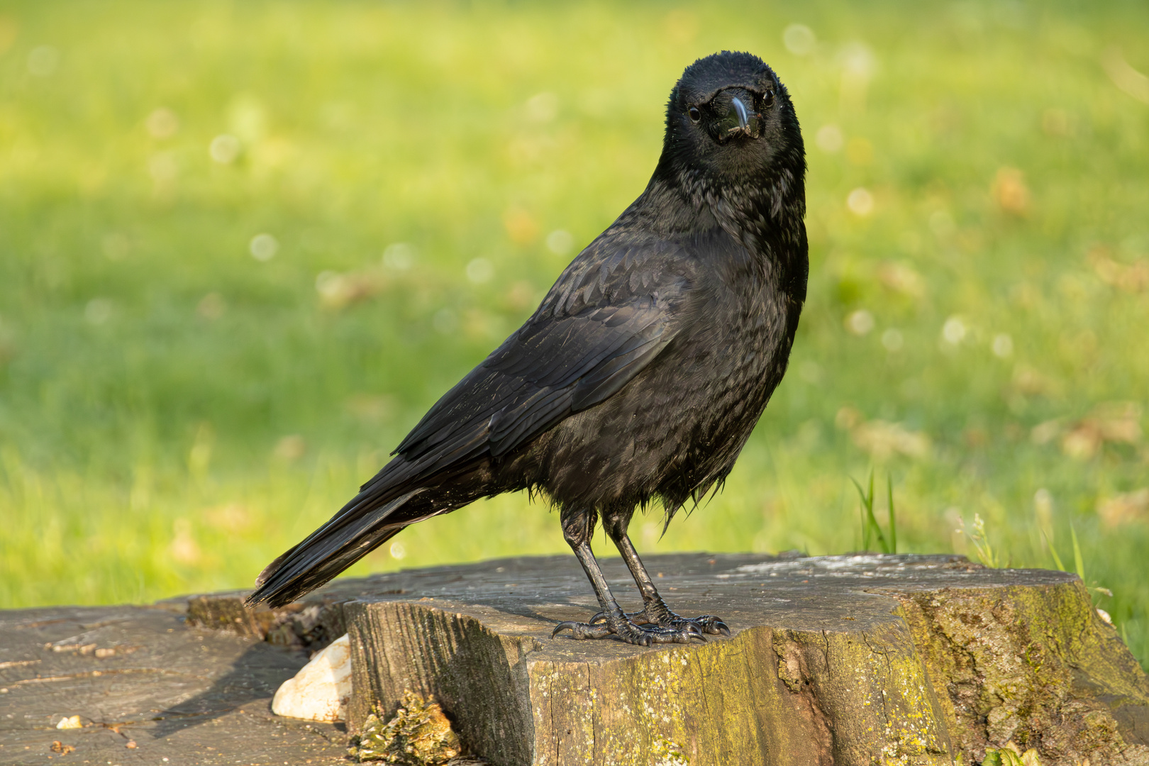 Corvus