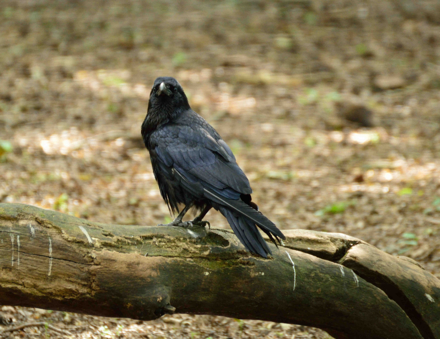 Corvus Corax