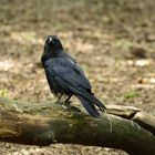 Corvus Corax