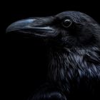 Corvus corax