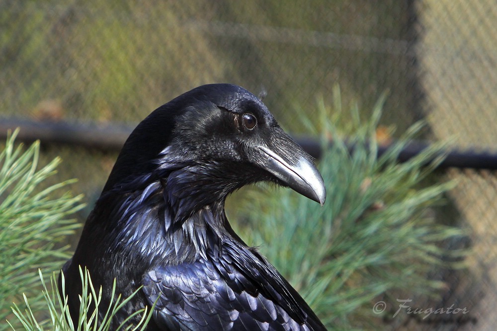 Corvus Corax Foto & Bild | tiere, zoo, wildpark & falknerei, vögel ...