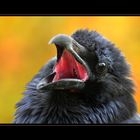 Corvus corax