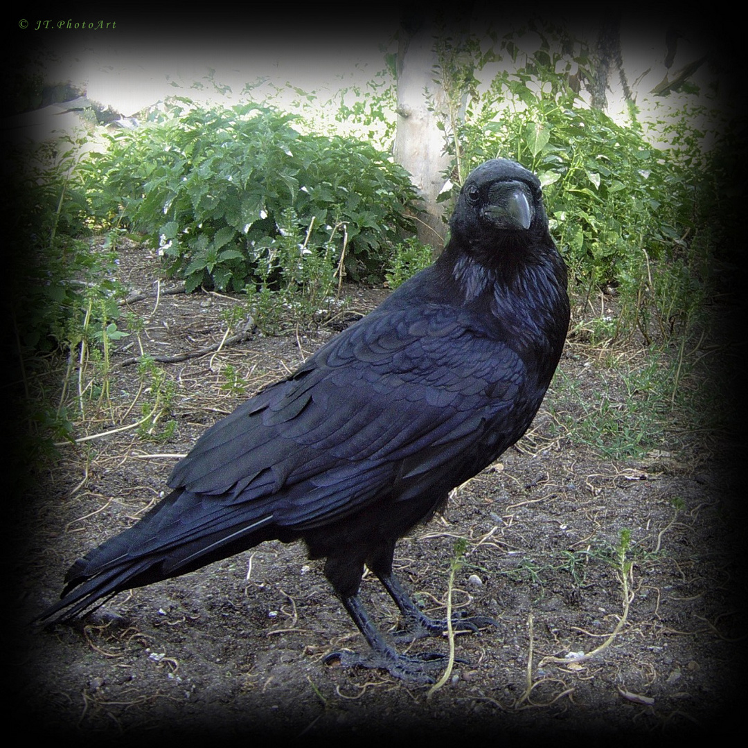 Corvus Corax