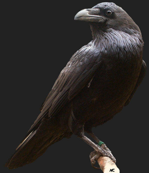 Corvus corax