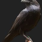 Corvus corax