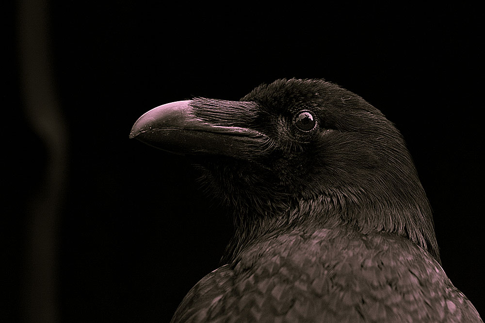 Corvus Corax