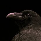 Corvus Corax