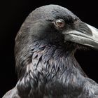 Corvus Corax