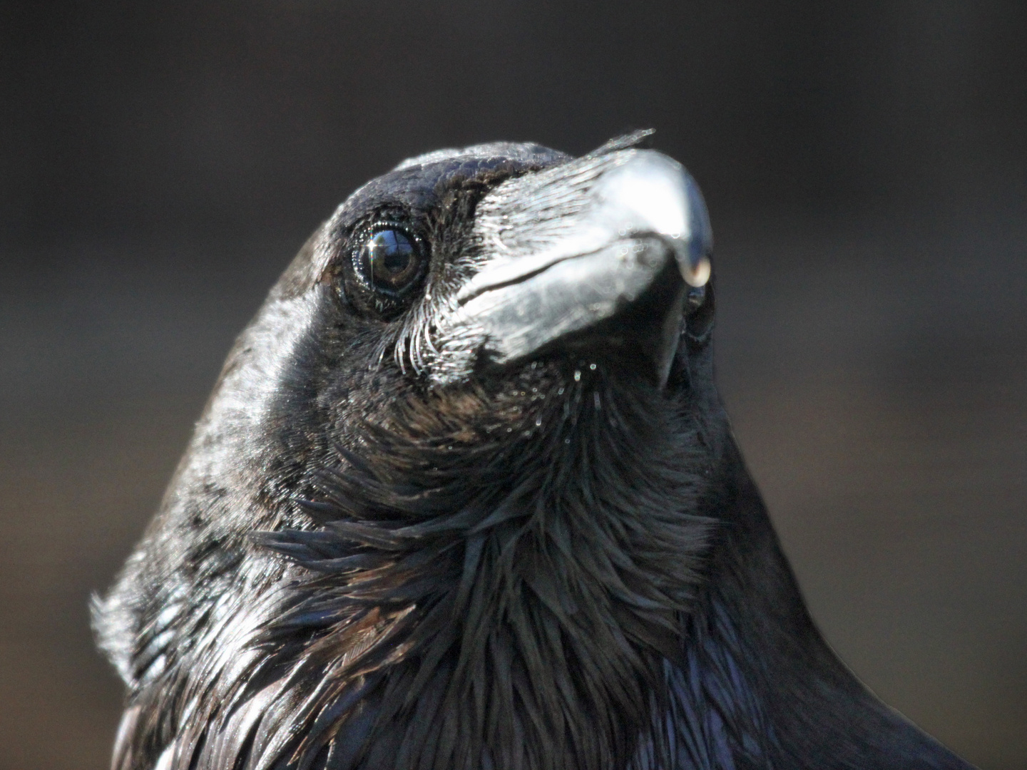 Corvus Corax