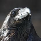 Corvus Corax