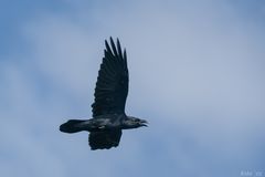 Corvus corax