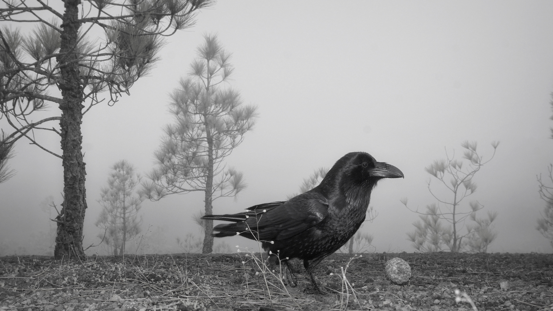 Corvus corax - auf deutsch, der Kolkrabe