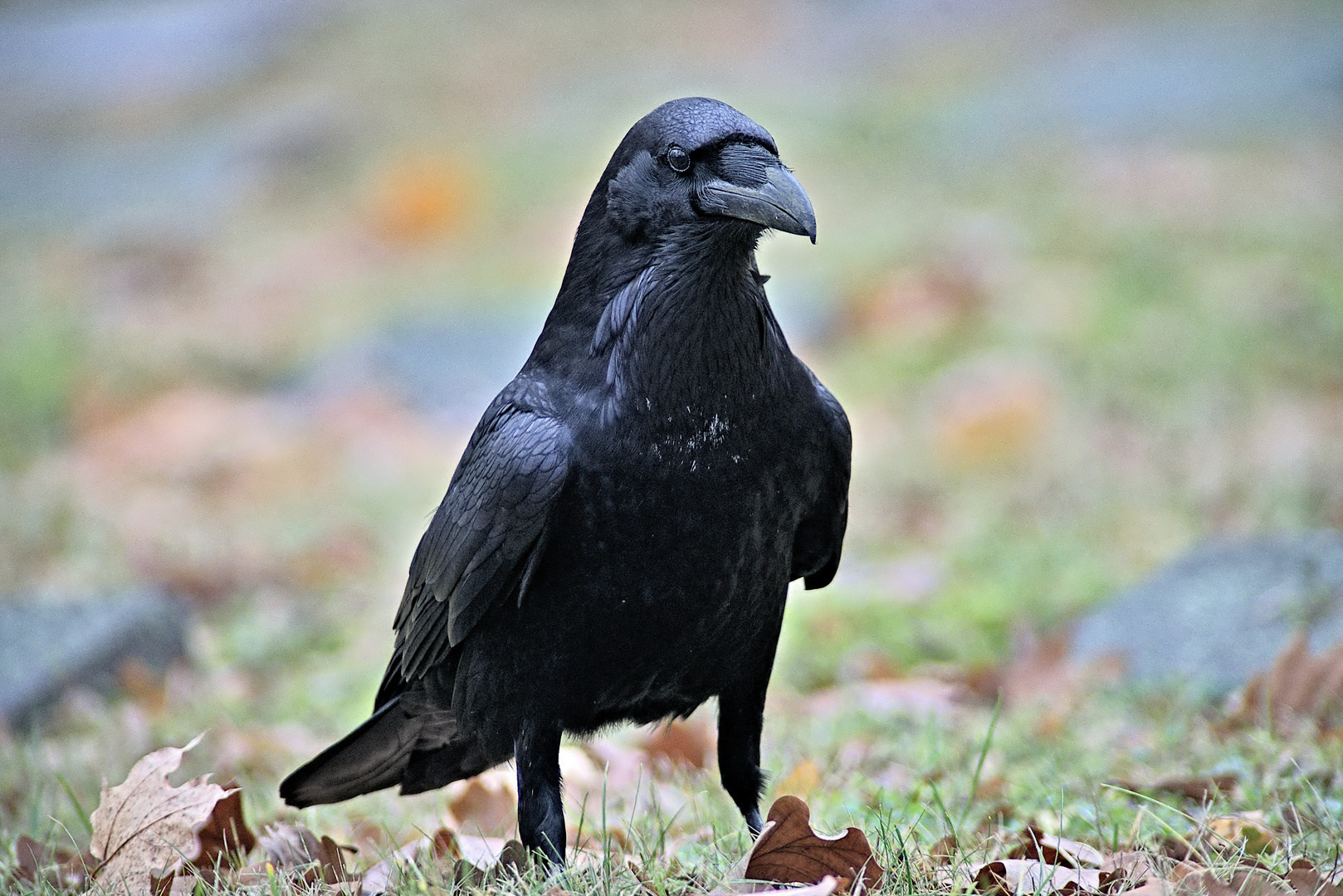 Corvus corax