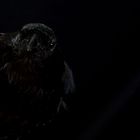 Corvus CoraX