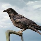 "Corvus corax"