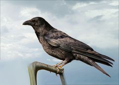 "Corvus corax"