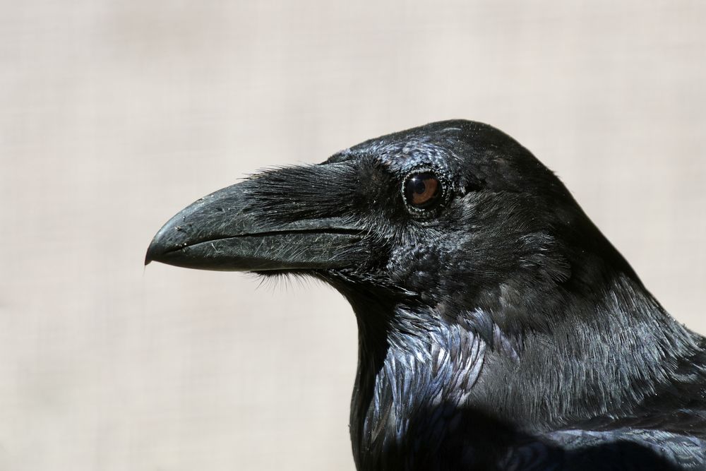 Corvus corax