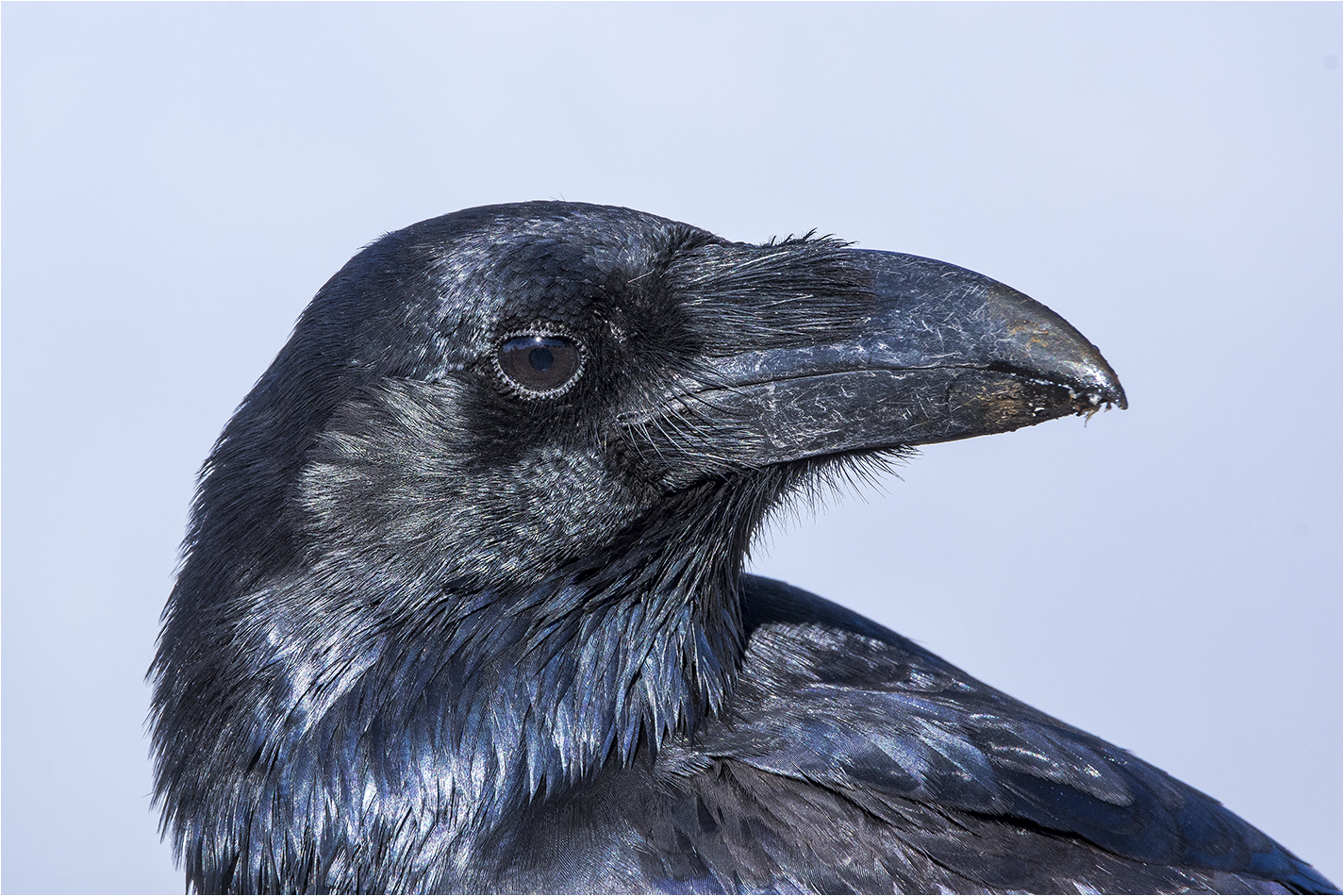 corvus corax canariensis