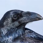 corvus corax canariensis