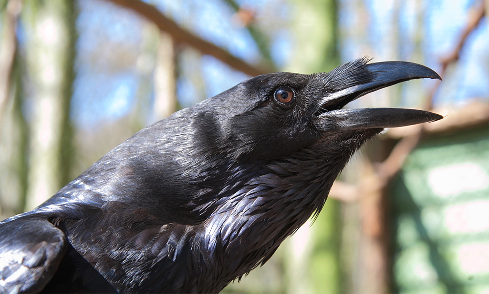 corvus corax