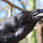 corvus corax