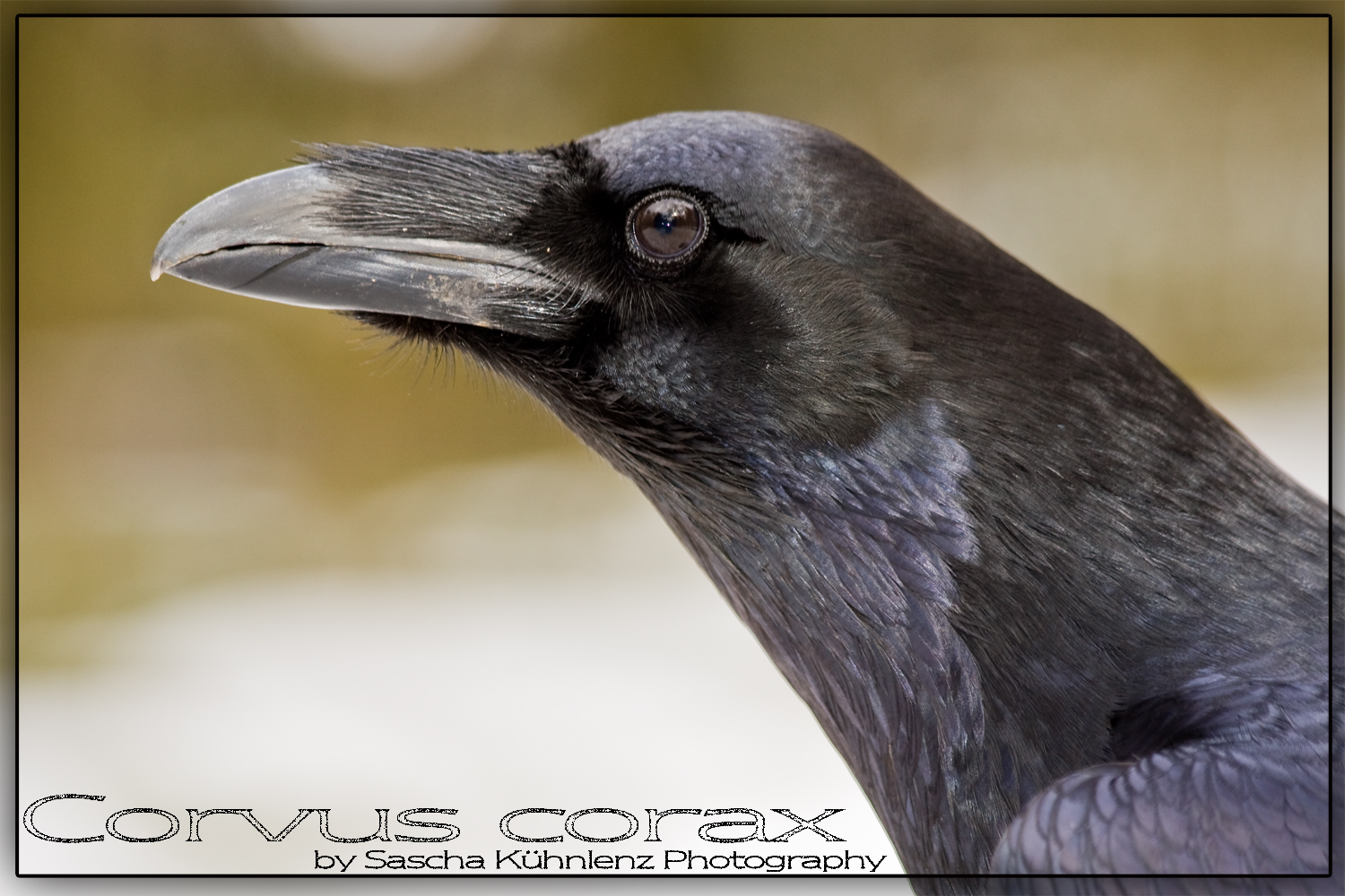 Corvus corax - Der Kolkrabe