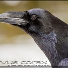 Corvus corax - Der Kolkrabe